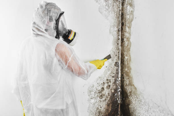 Best Crawl Space Mold Removal  in Petal, MS