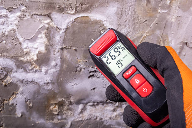 Best Toxic Mold Removal  in Petal, MS