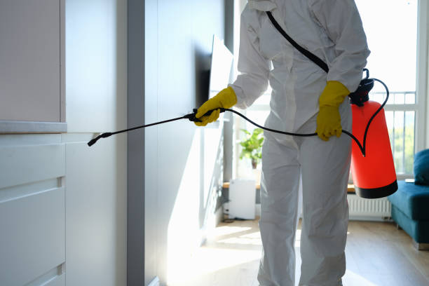 Best Attic Mold Removal  in Petal, MS