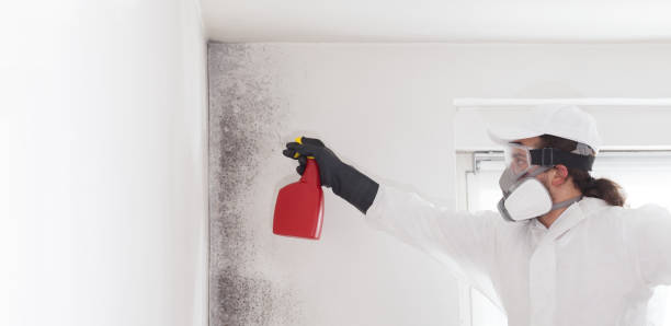 Best Residential Mold Removal  in Petal, MS