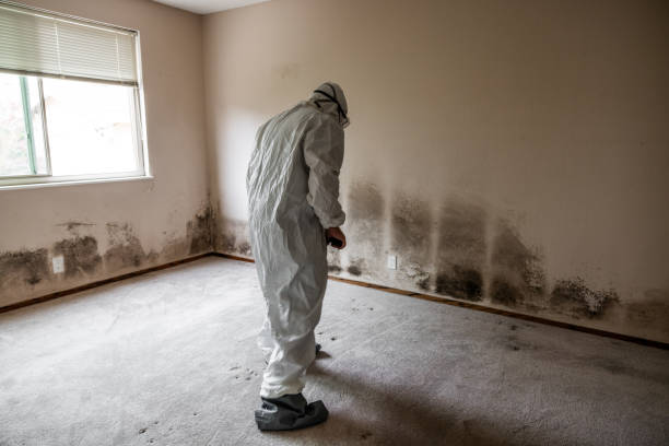 Trusted Petal, MS Mold Removal Experts