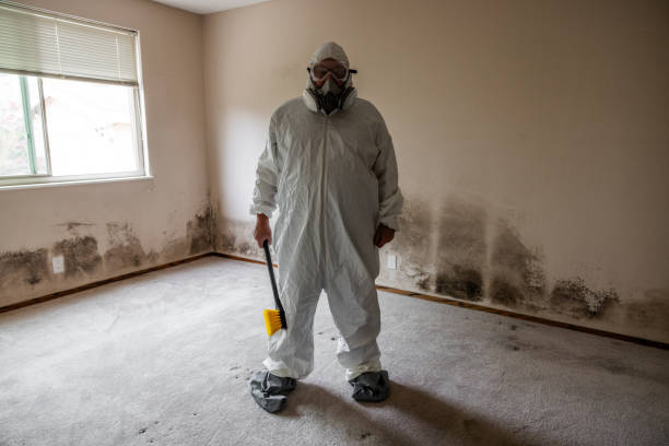 Best Mold Damage Repair  in Petal, MS