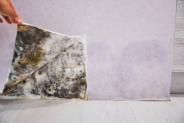 Best Attic Mold Removal  in Petal, MS